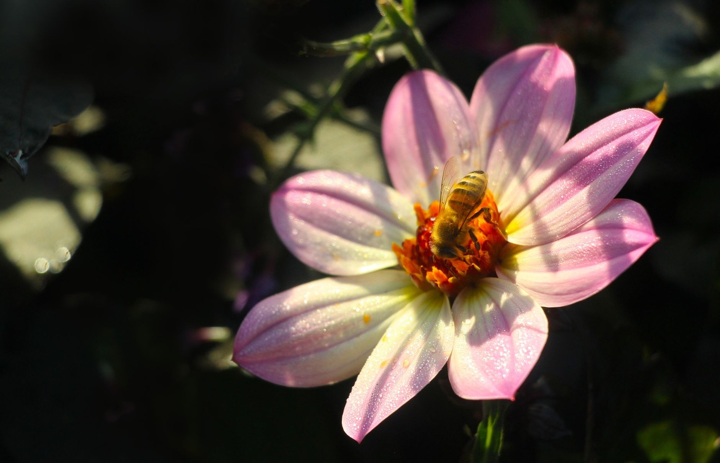 Environment Bee MAEVA