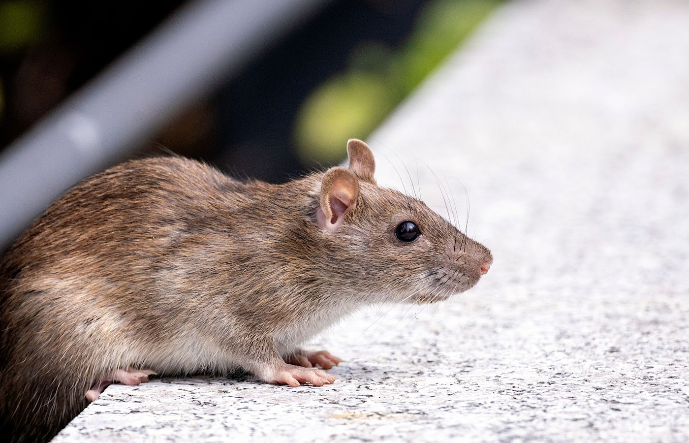 Exotics Rodents / Biomed Research Article