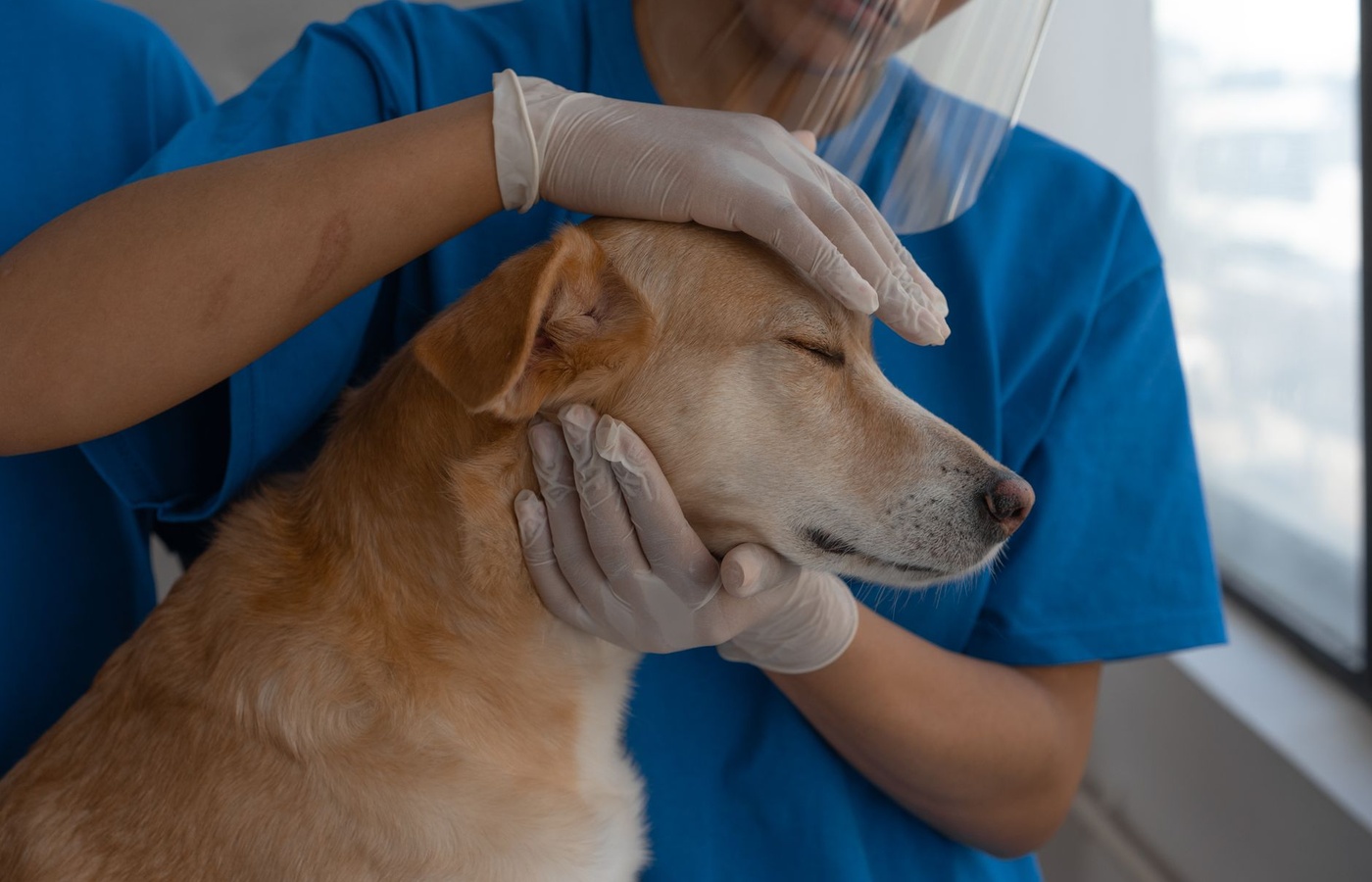 Fear Free In-hospital Protocols for Sedation, Anesthesia, and Analgesia (Module 7b)