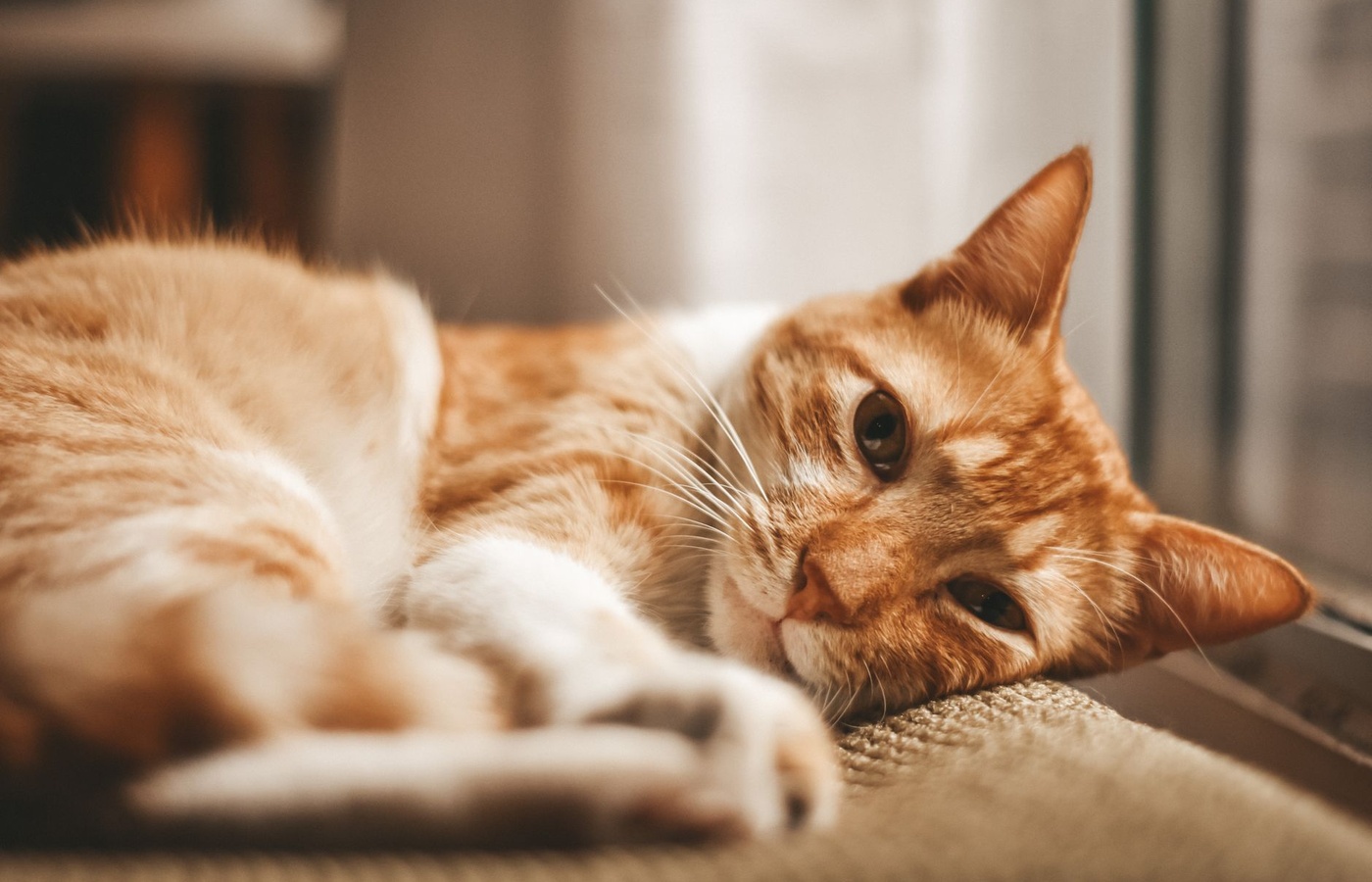 Fear Free Certification Module 1