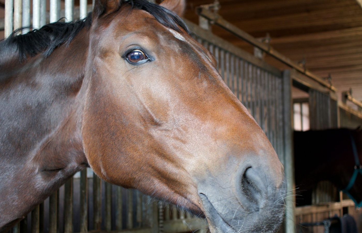 Fear Free Veterinary Equine