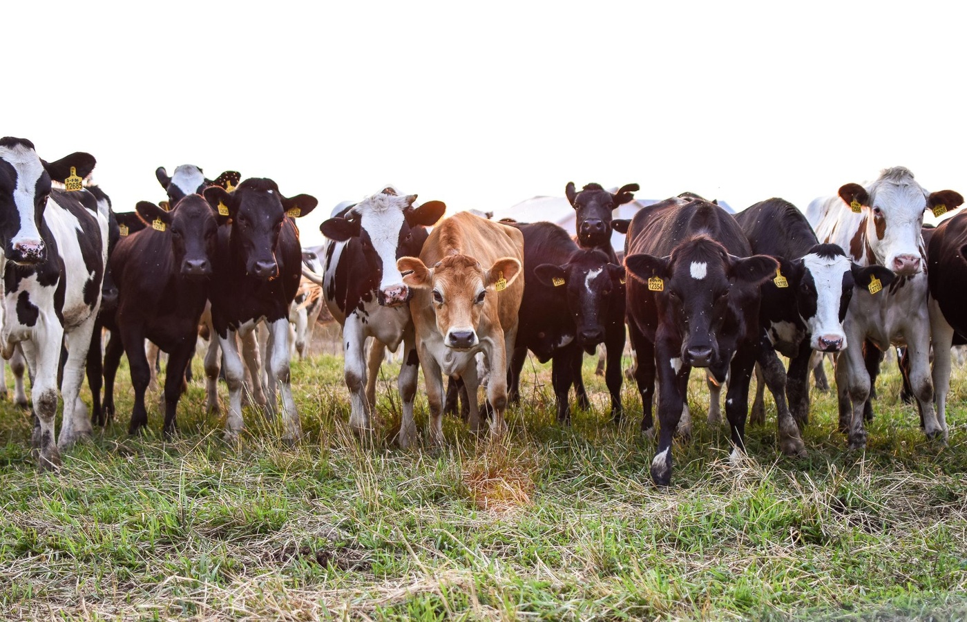 FFA Milk Quality CDE