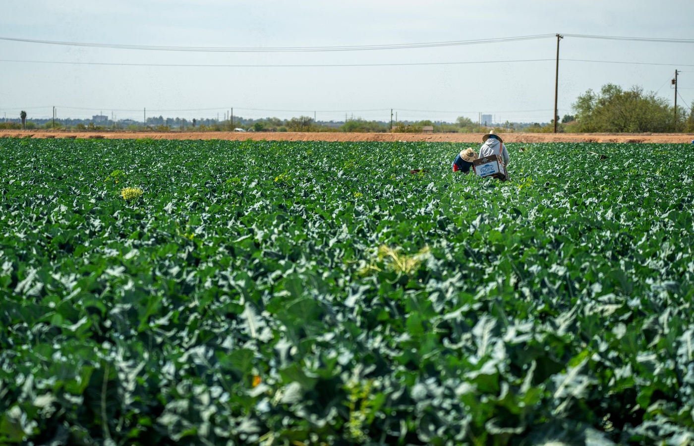 Field Sanitation Certification