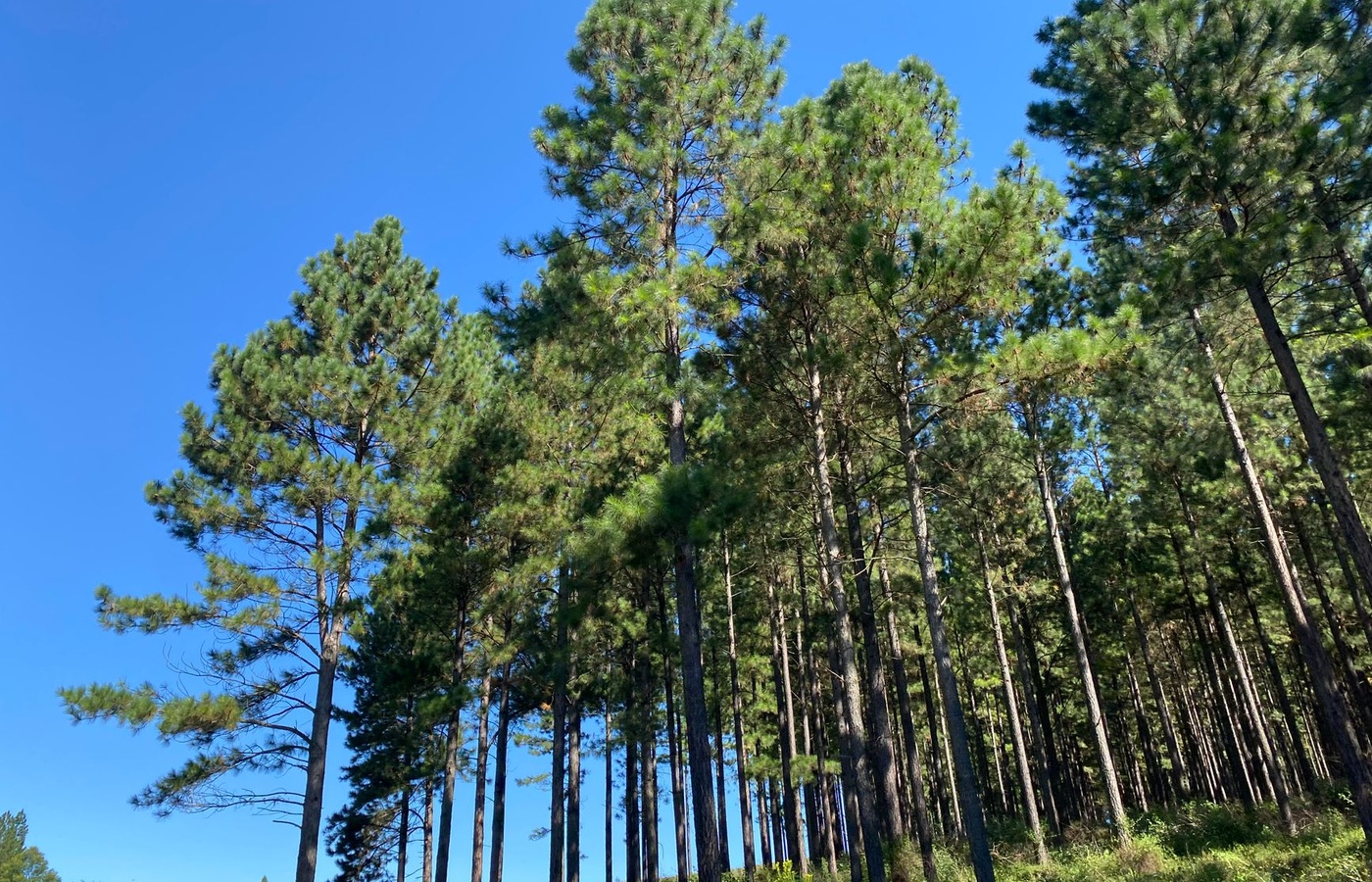 Florida Envirothon Forestry