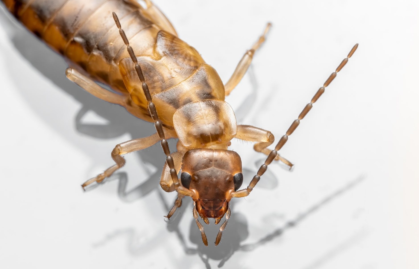 Florida Termite Licensing