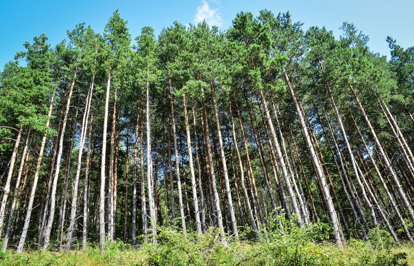 Forest Pest Control Category 2