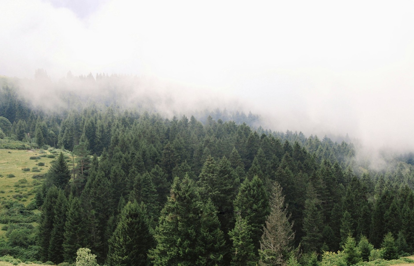 Forestry Pesticide
