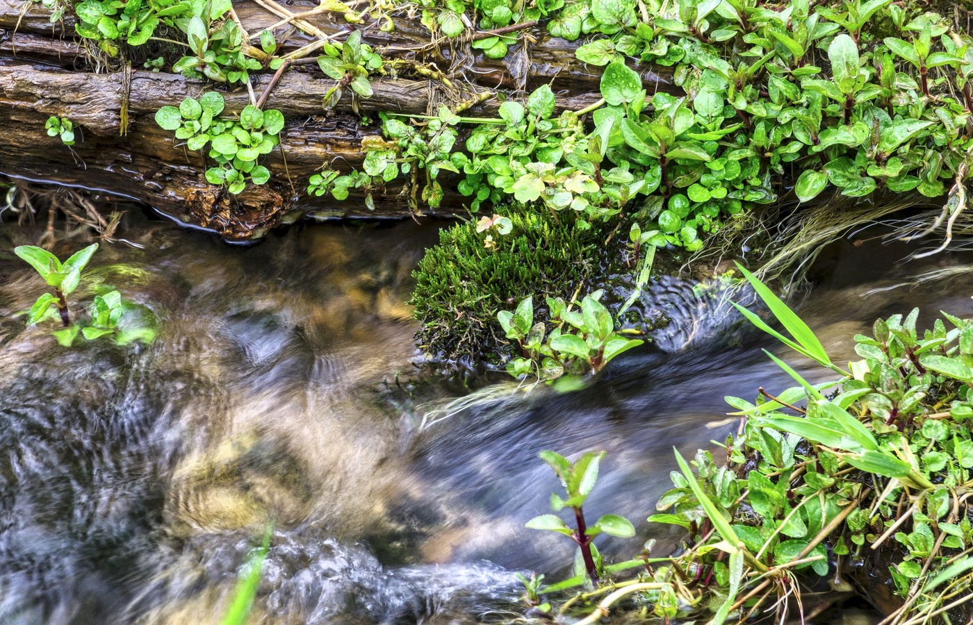 Freshwater Ecology
