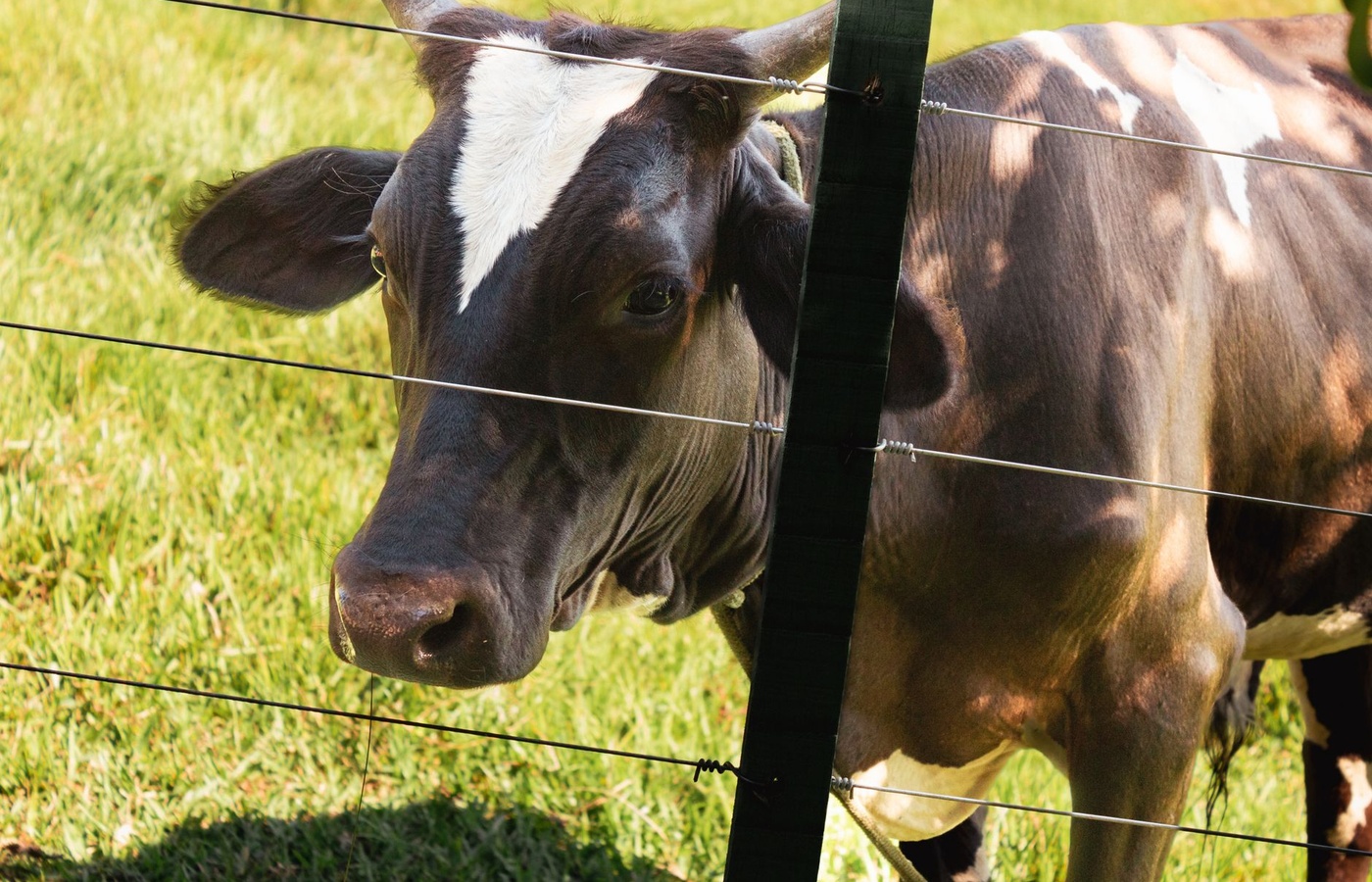 Goat Management Practices