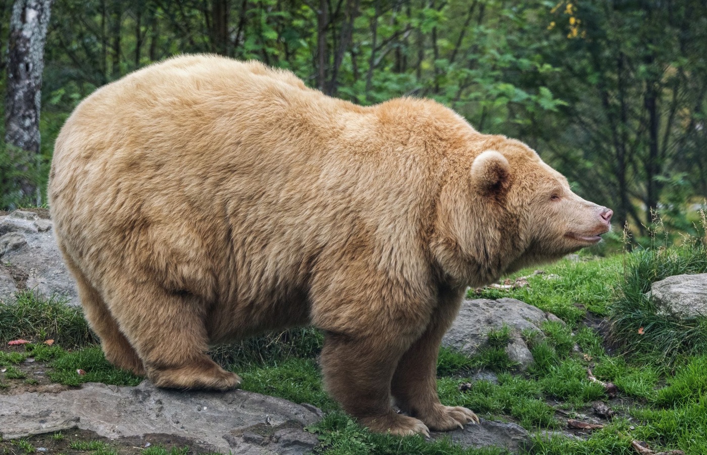 Golden Bear Knowledge