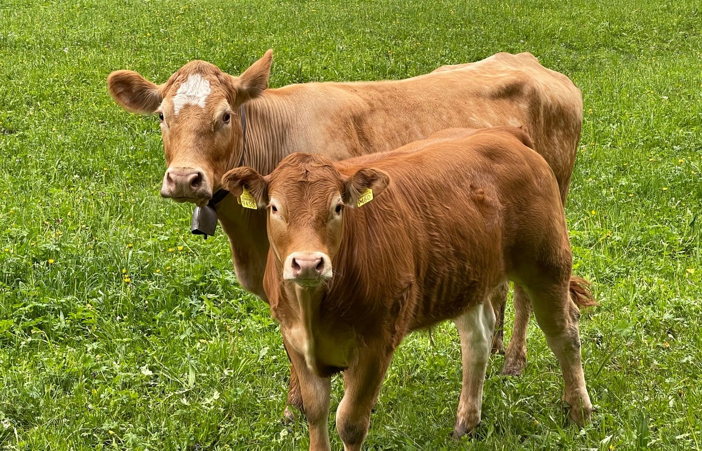 Government Agencies and Regulations for Animal Health and Food Safety