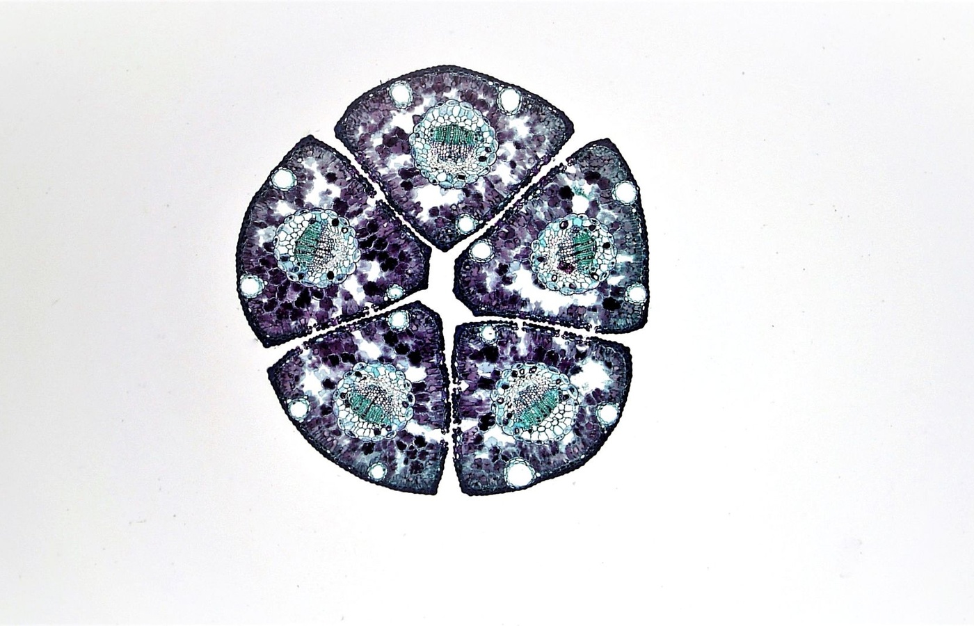 Harr Hematology