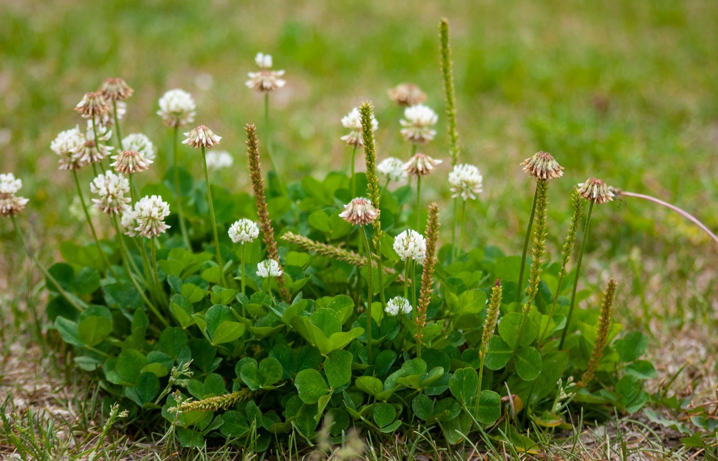 Head Clover Assessment