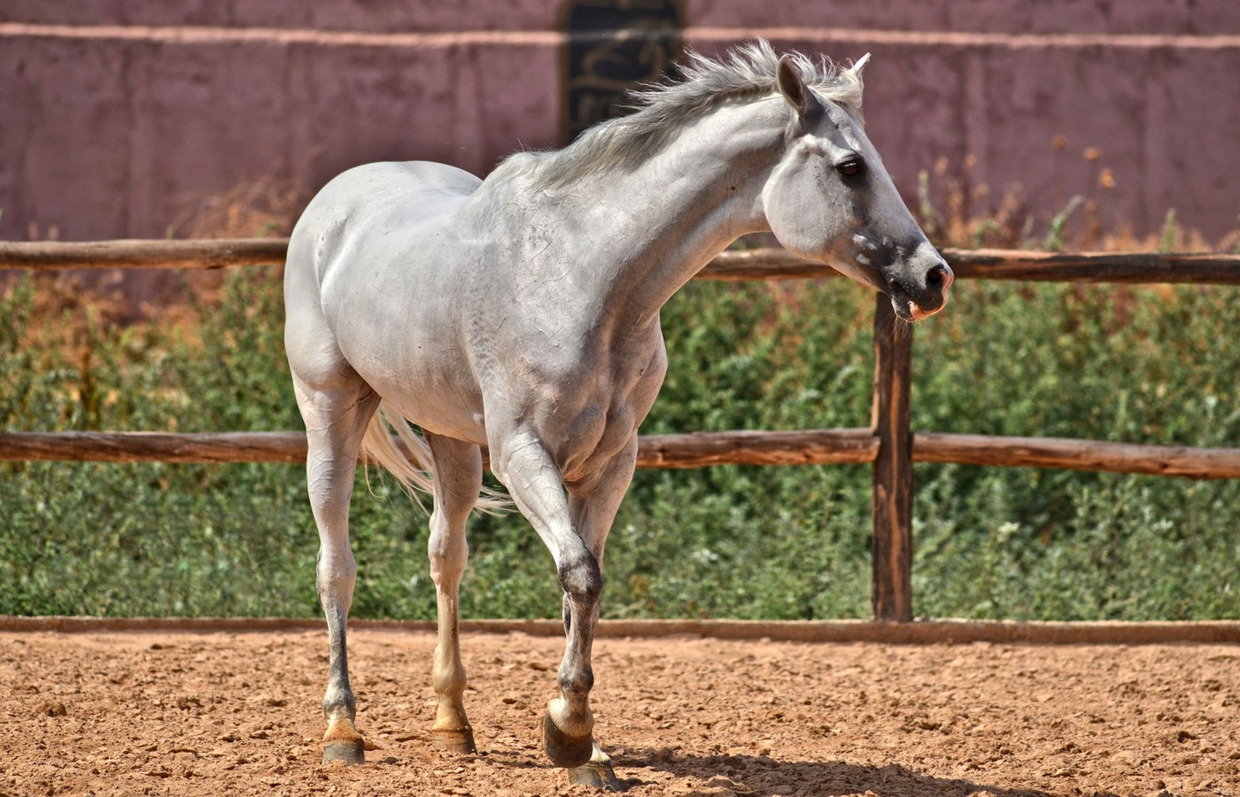 Horse Anatomy Exam 1 Practice