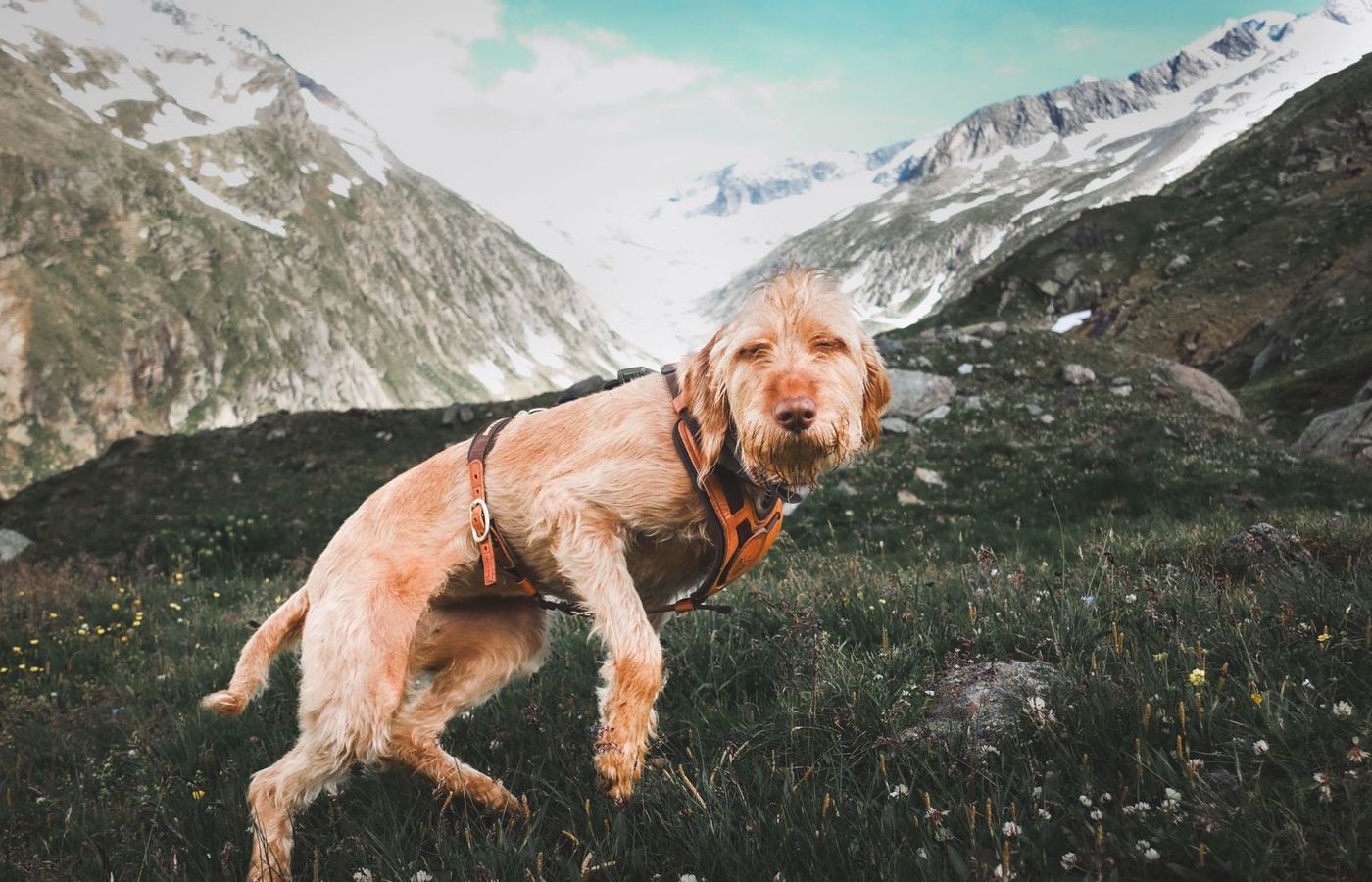 IAC Canine Physical