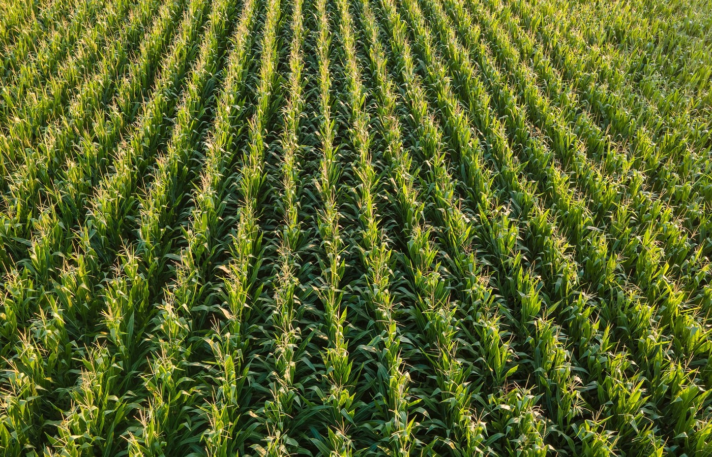 Iowa Pesticide Core Chemical