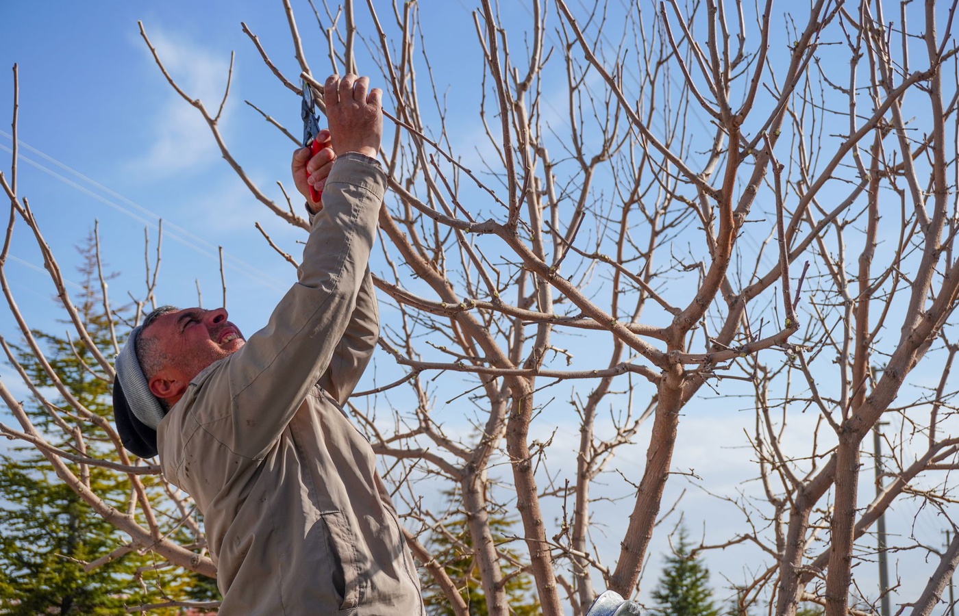 IBEW Journeyman Tree Trimmer