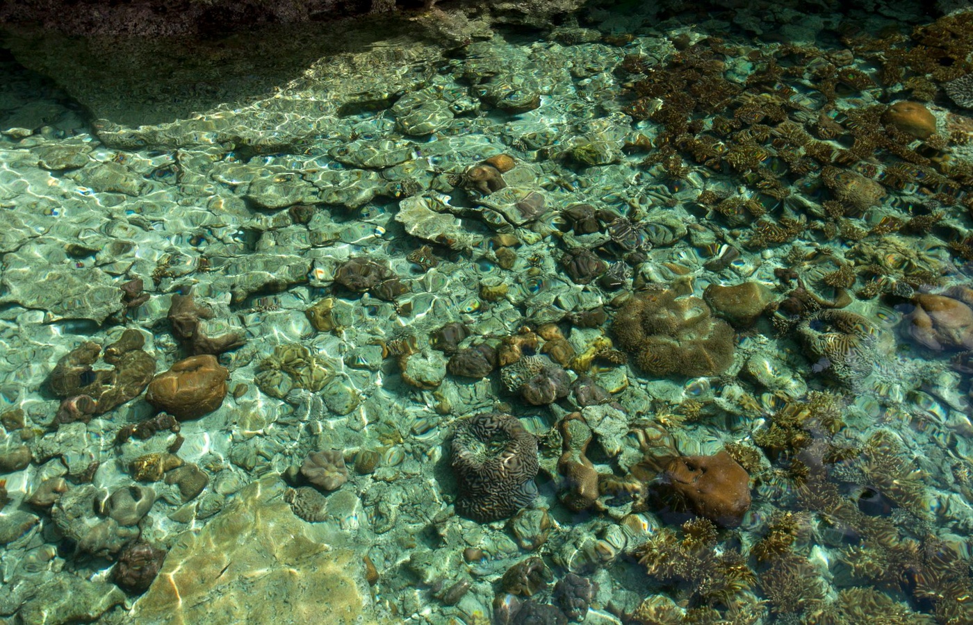IB Marine Science Standard Level (SL)