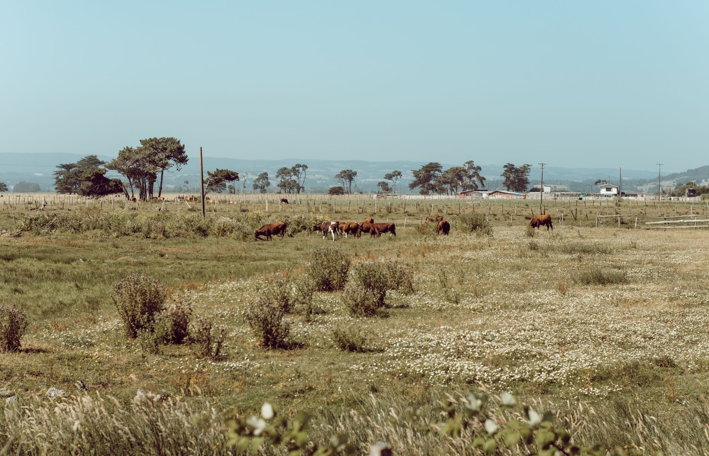 ICEV Animal Science Certification