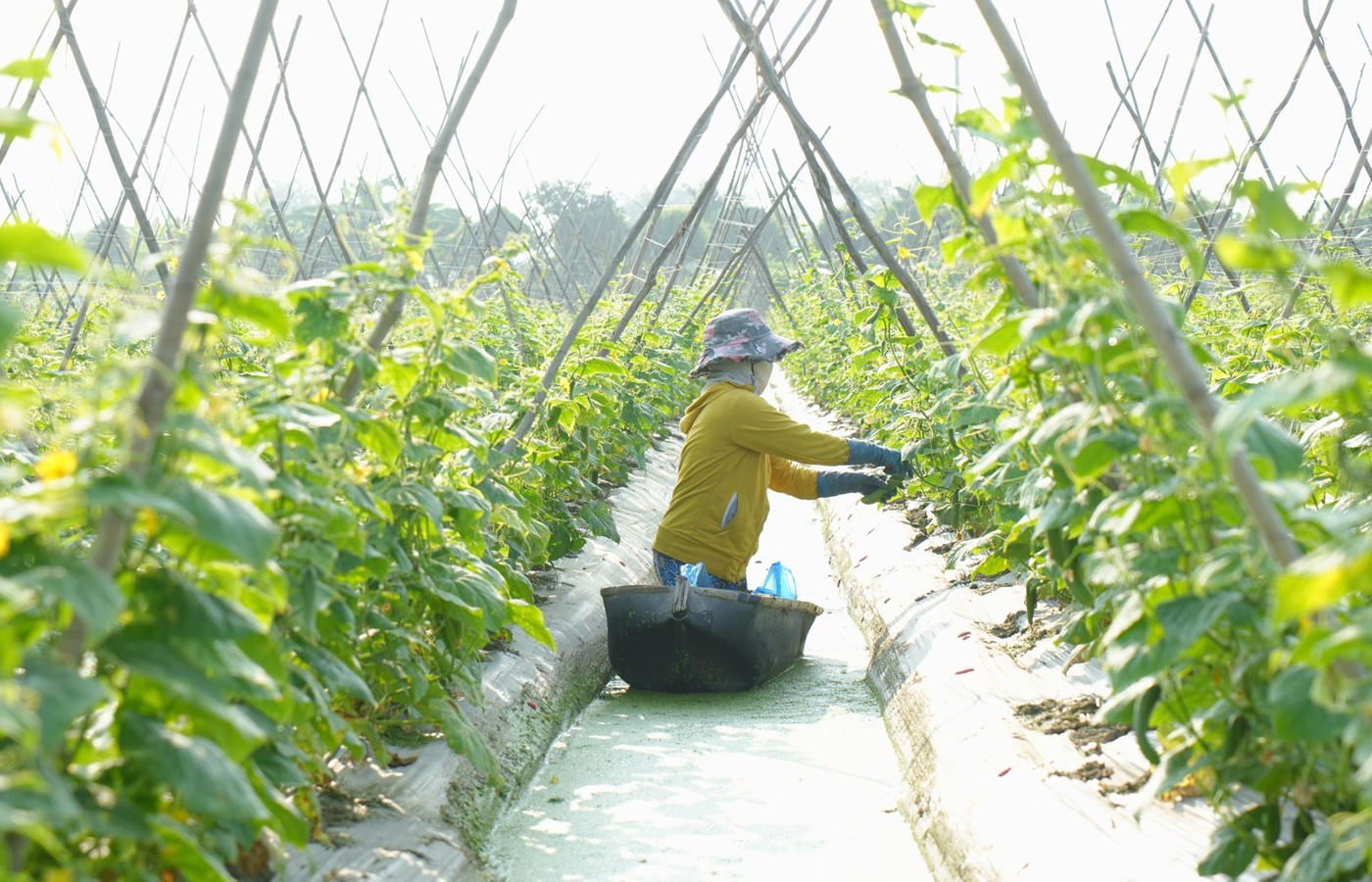 Illinois General Standards Pesticide