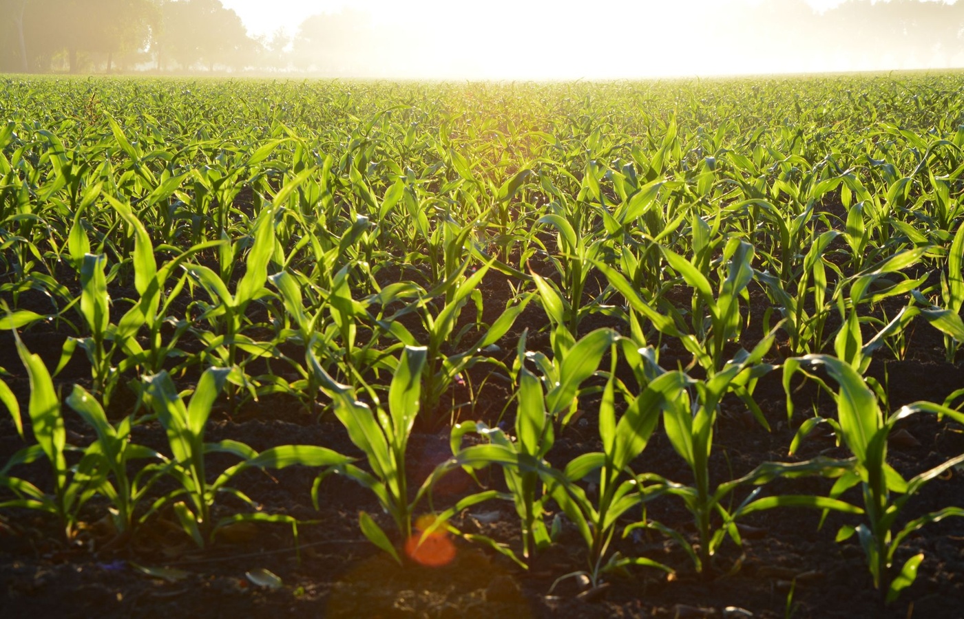 Iowa Pesticide Category 3OT Manual