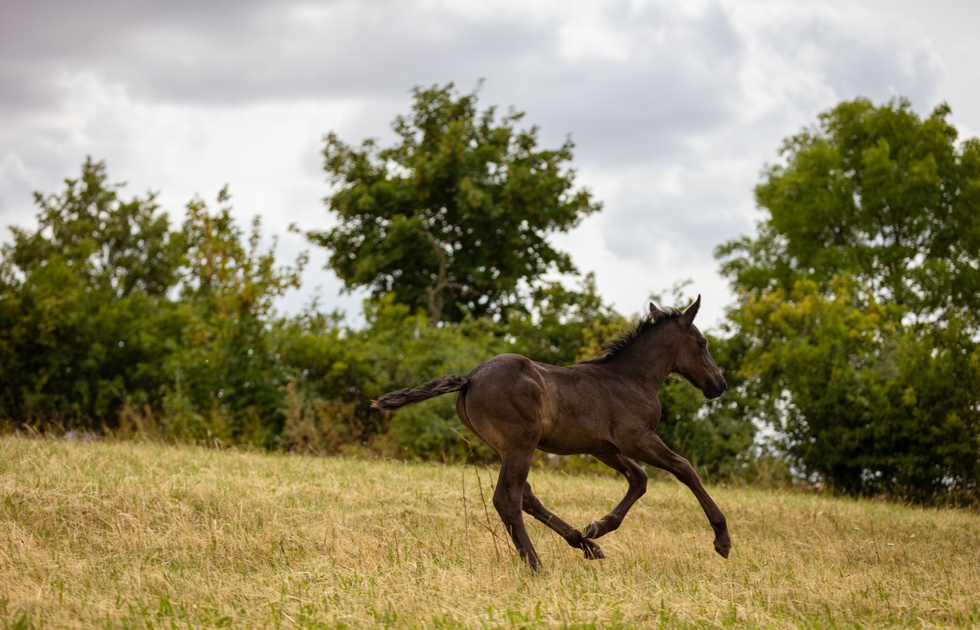 Irish Pony Club C