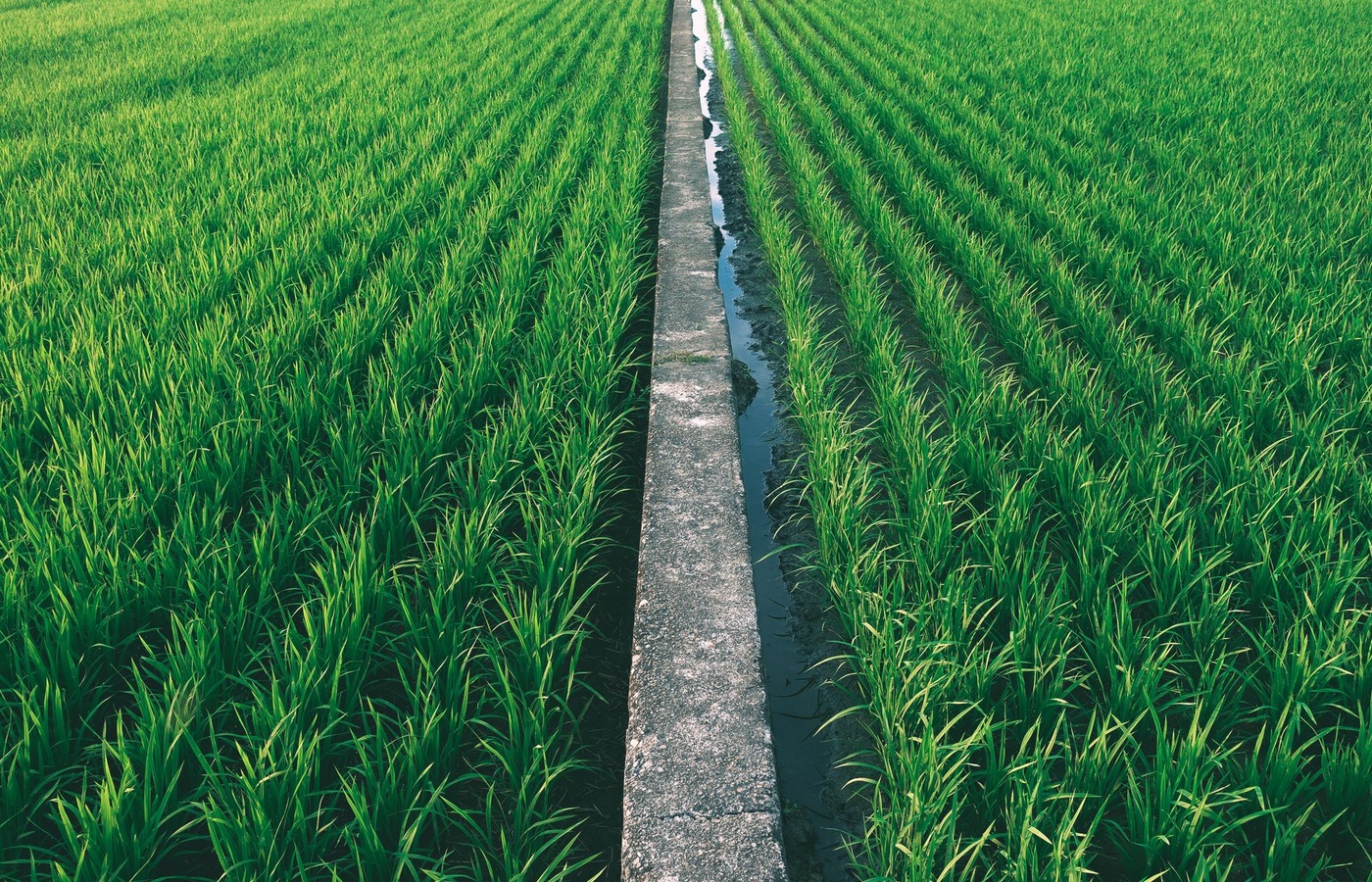 Certified Irrigation Technician