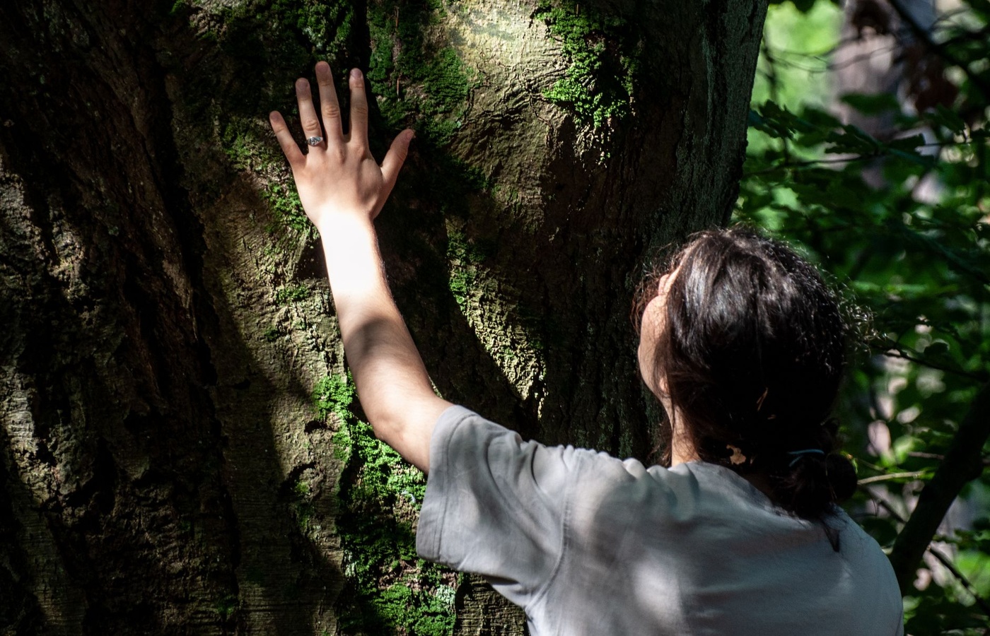 ISA Municipal Arborist