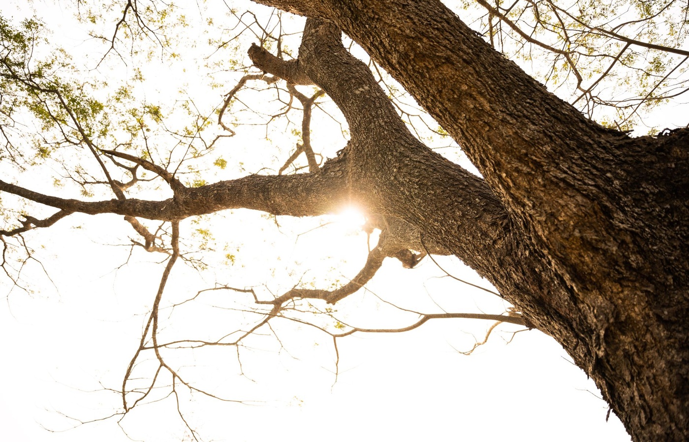ISA Utility Arborist
