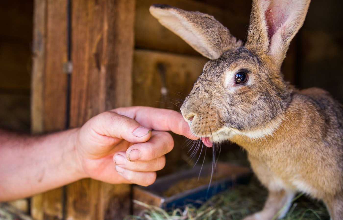 Junior 4-H Rabbit Knowledge
