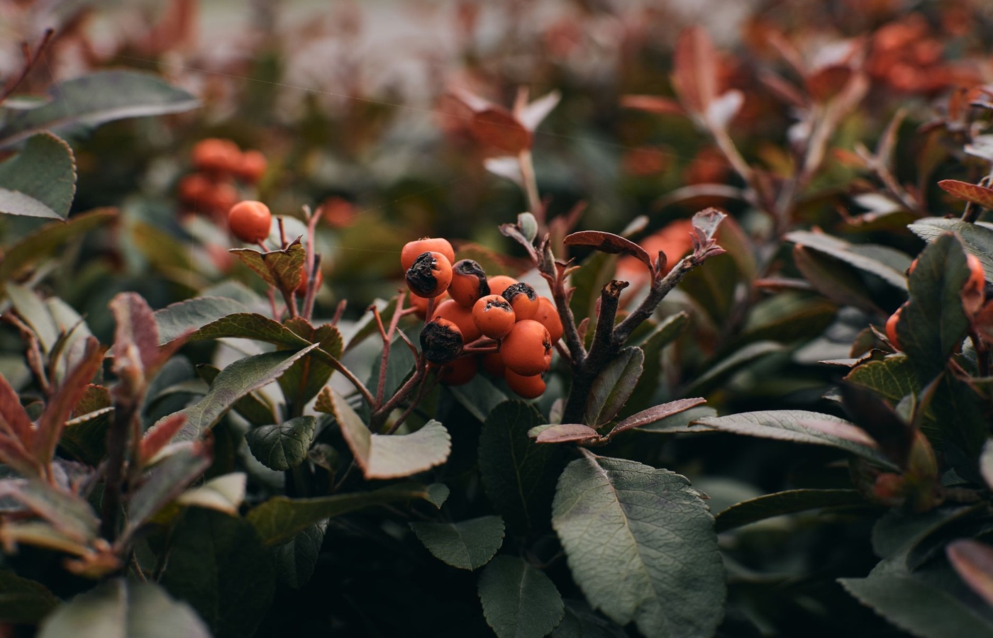 Juniper Berry