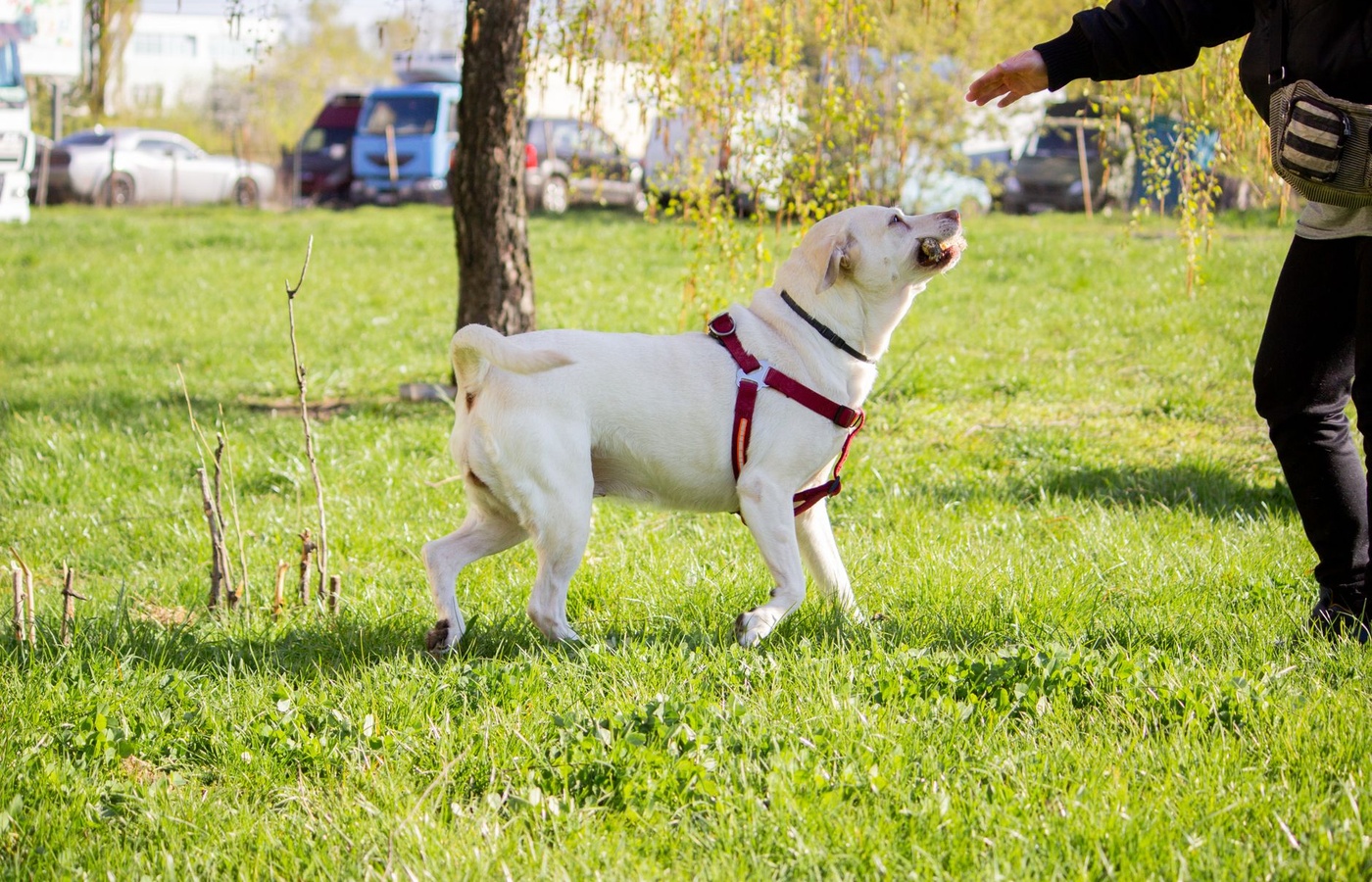 K9 School