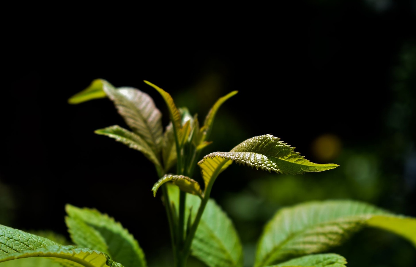 Key Stage 3 (KS3) Plants