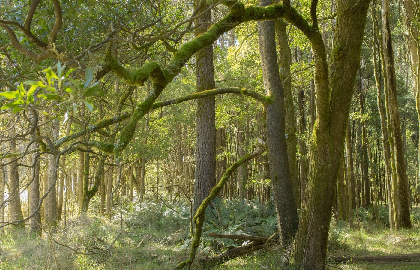 Keystone Ecology