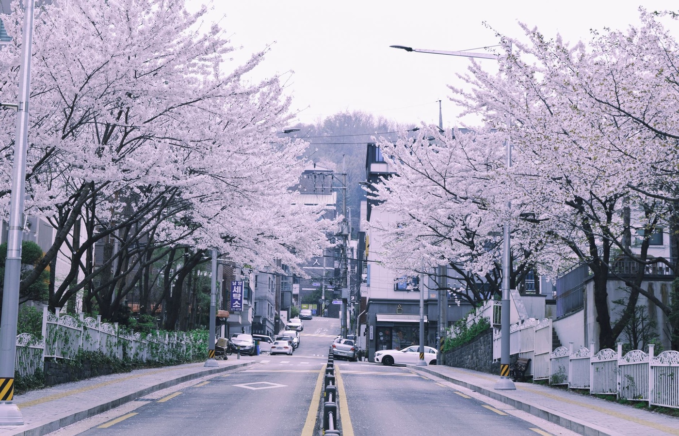 Korean Driver's License