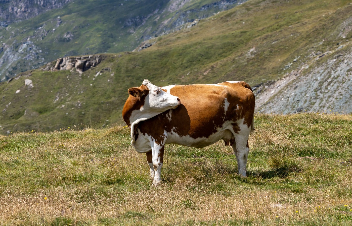 KOSSA Animal Science