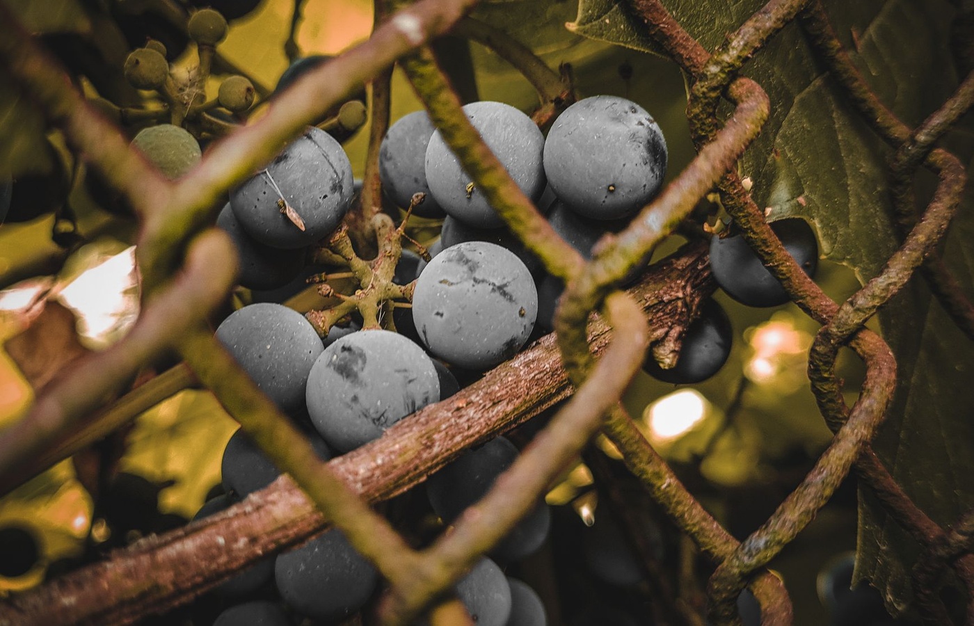 L3W Common Elements of Winemaking