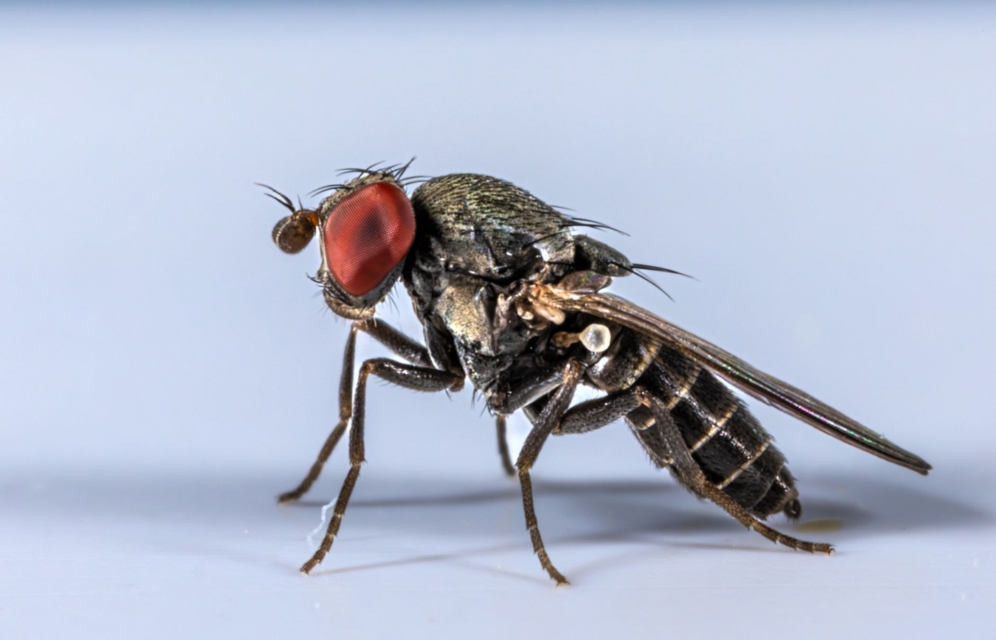 Louisiana Pest Control Technician