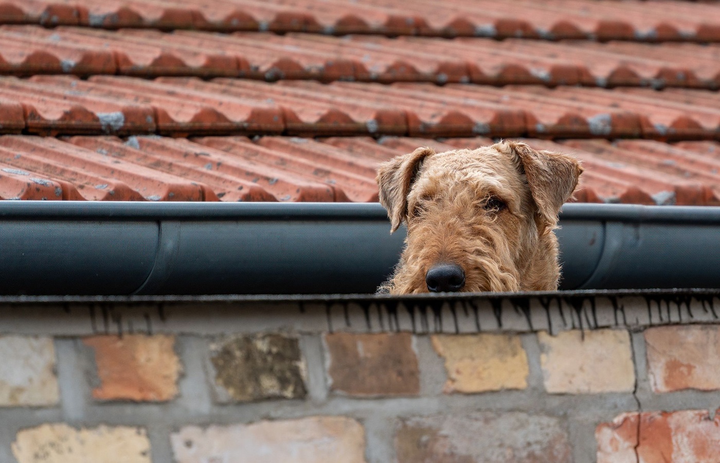 LA Roofing Contractor's License