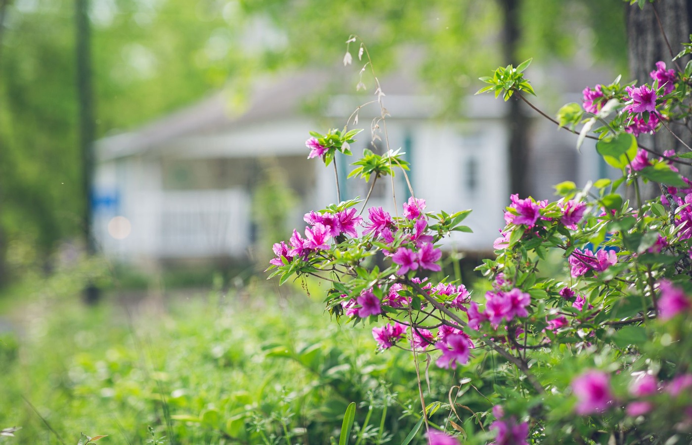 Louisiana Horticulture
