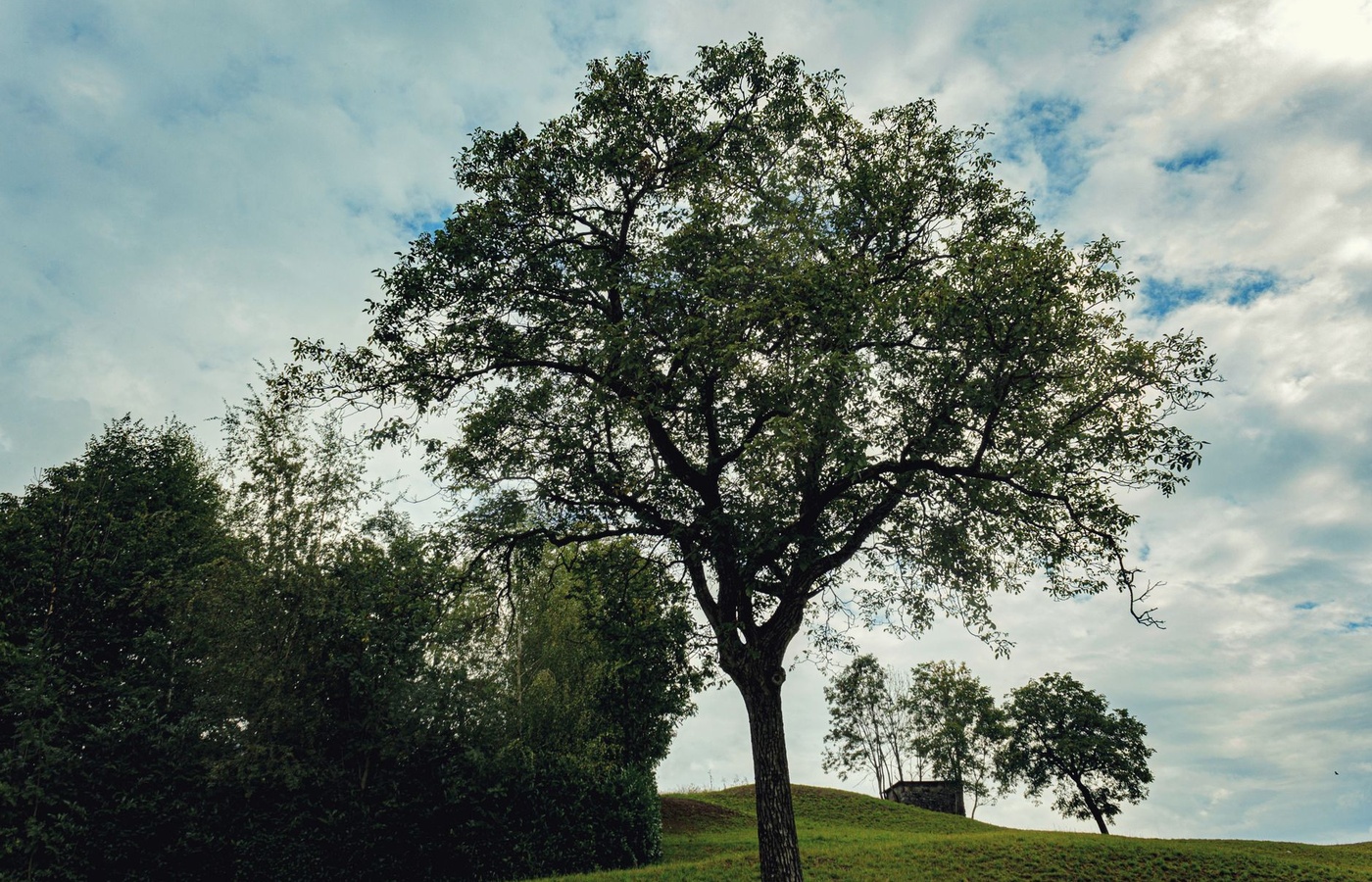 Louisiana Arborist