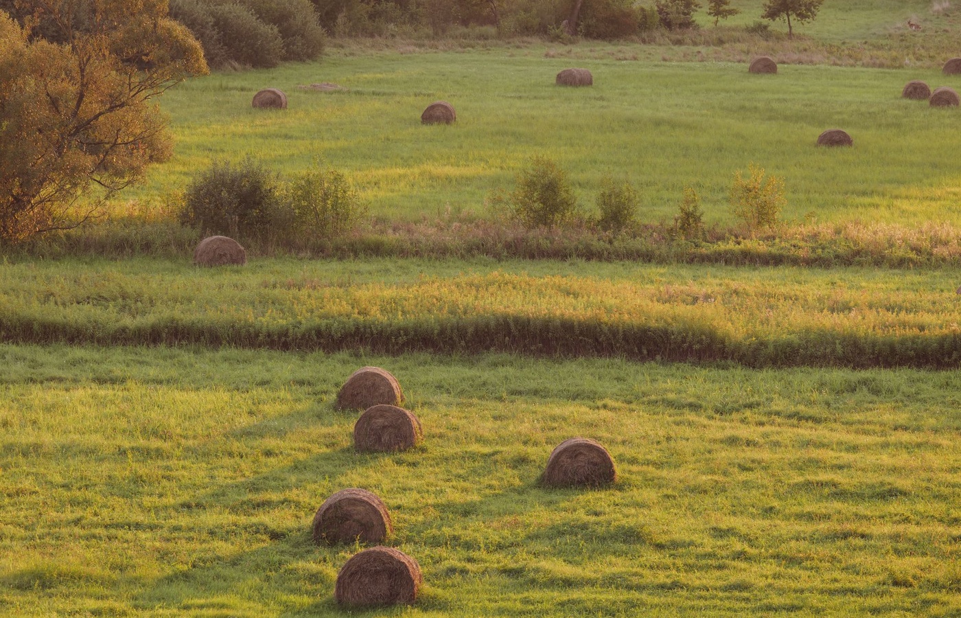 Maine Pesticide