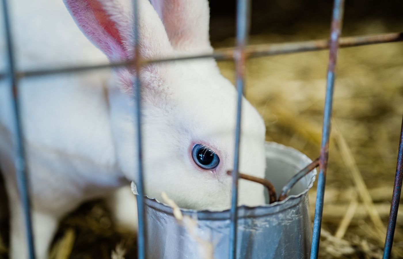 Maricopa County Fair Rabbit