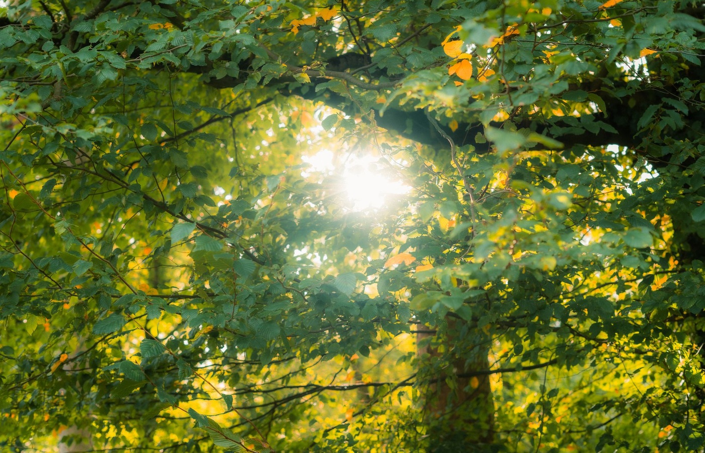 Maryland Tree Expert
