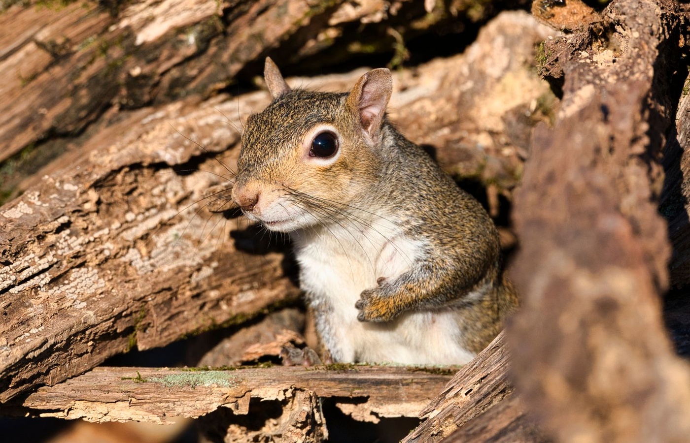Maryland Category 7D – Rodent Control: Biology, Inspection, and IPM Strategies