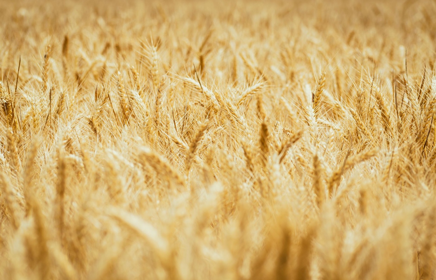 Maryland Fertilizer