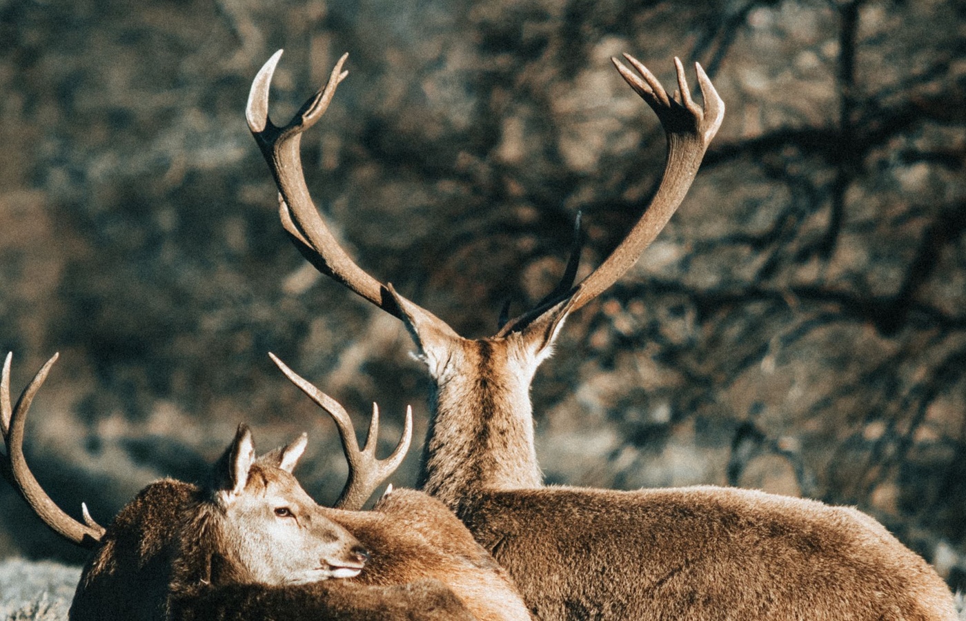 Minnesota Hunter Safety