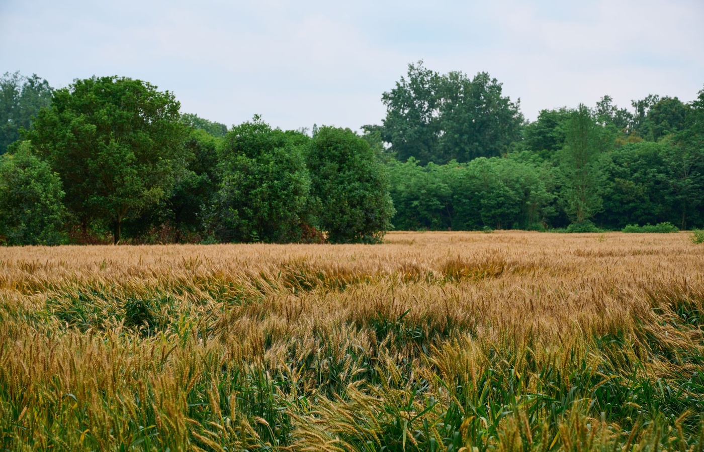 Michigan Certified Pesticide Category 6J