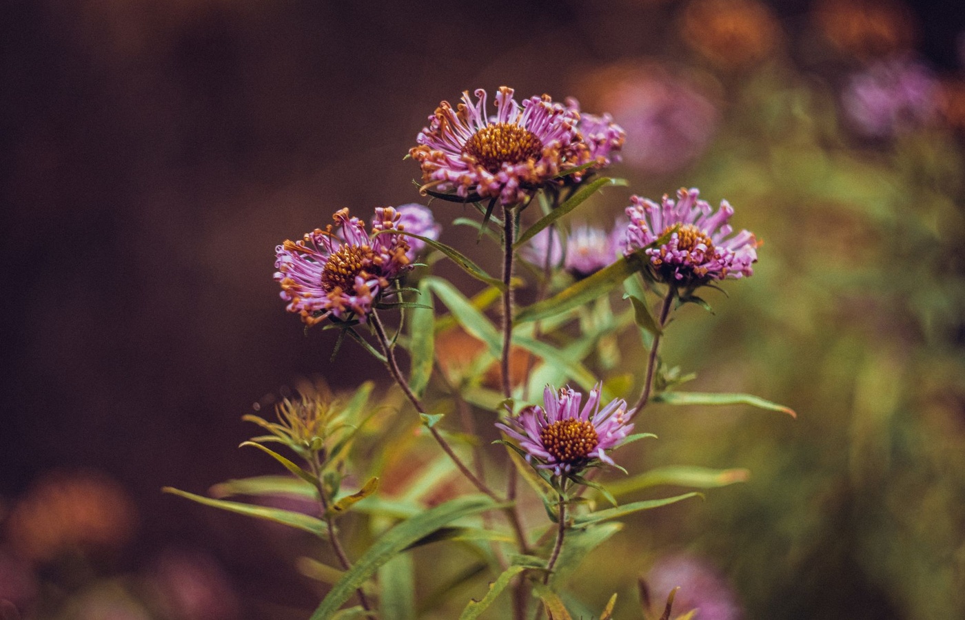 Morphology of Flowering Plants