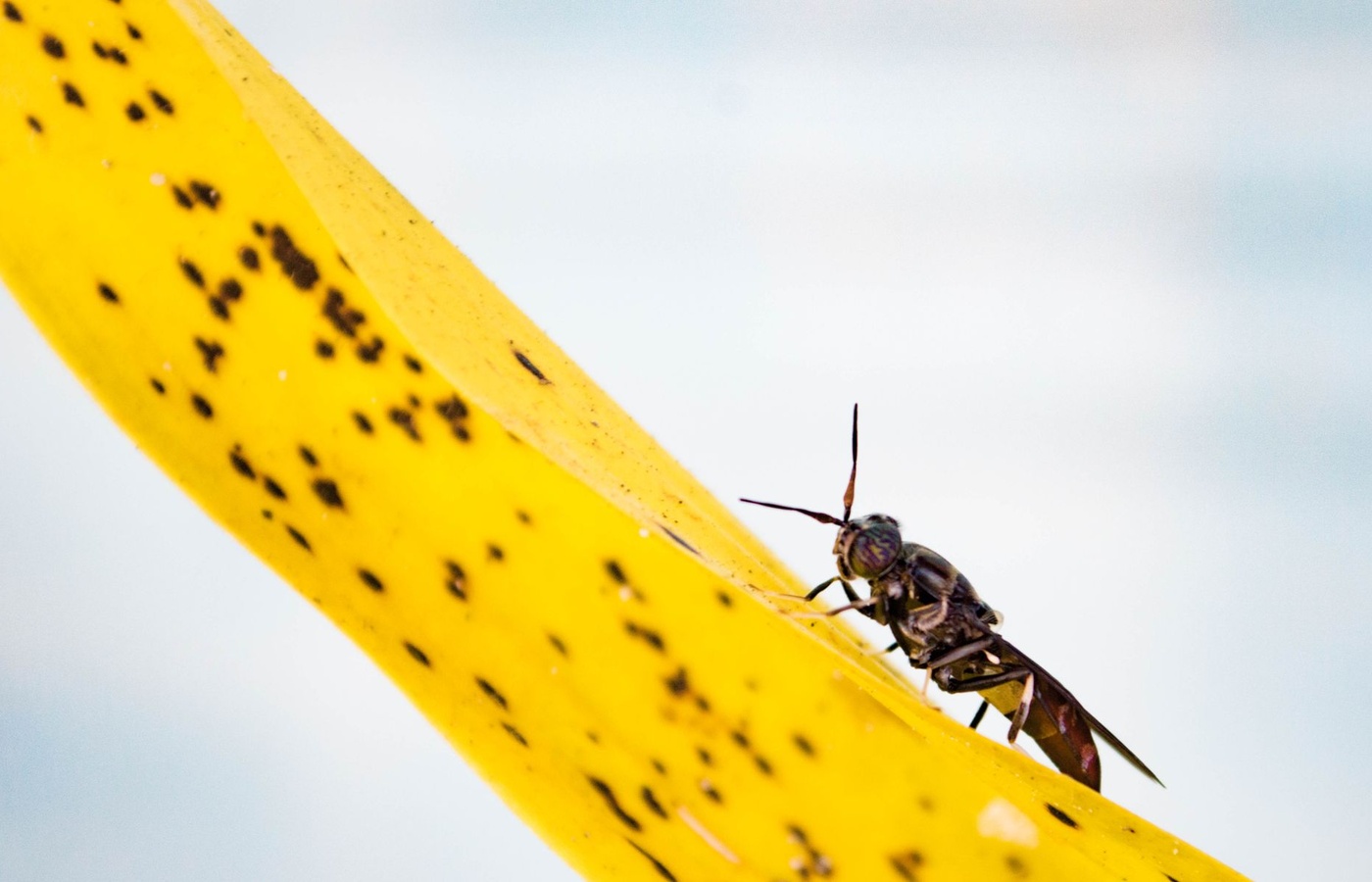 Mosquito Control Applicator Certification